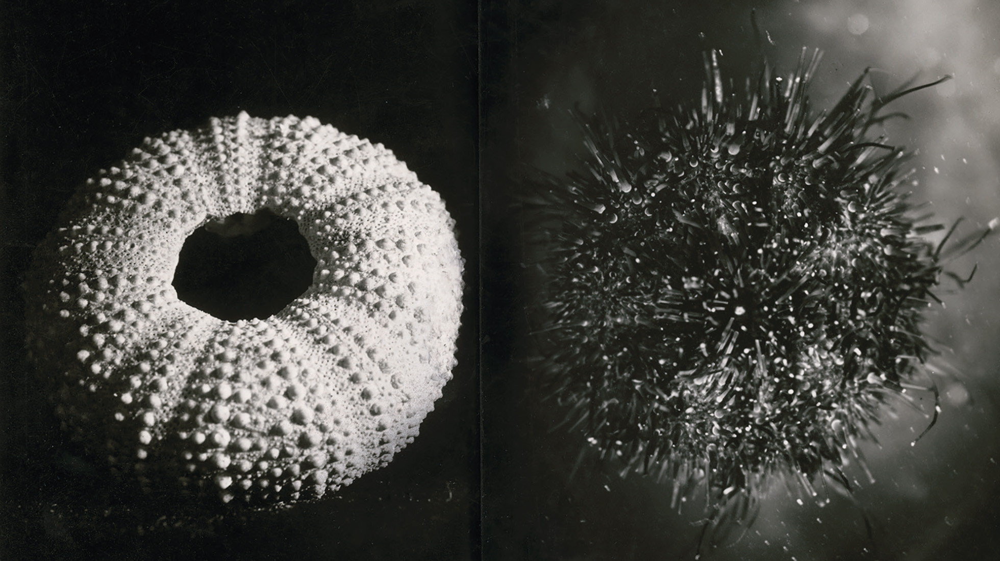 oursin de roche avec et sans piquant