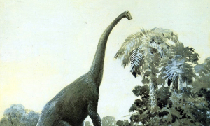 diplodocus dans la nature