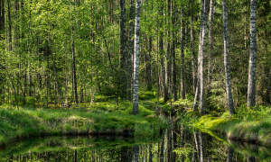 photo d'une forêt verdoyante avec un étang au premier plan