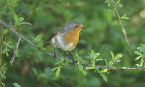 photo d'un petit rouge-gorge sur une branche