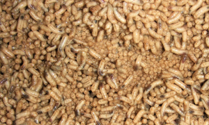 photo d'asticots de très près