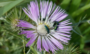 fleur violette avec des petits insectes dessus