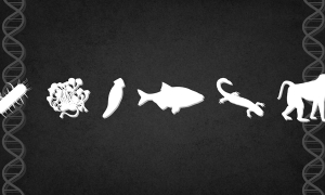 illustration symbolisant l'évolution de manière simpliste