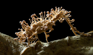 Photo d'un champignon au microscope