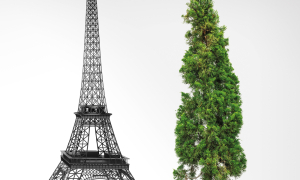 la tour eiffeil et un grand arbre