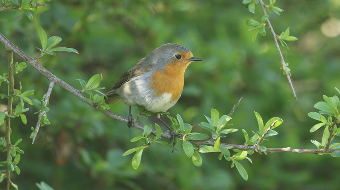 photo d'un petit rouge-gorge sur une branche