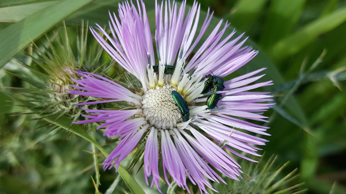 fleur violette avec des petits insectes dessus