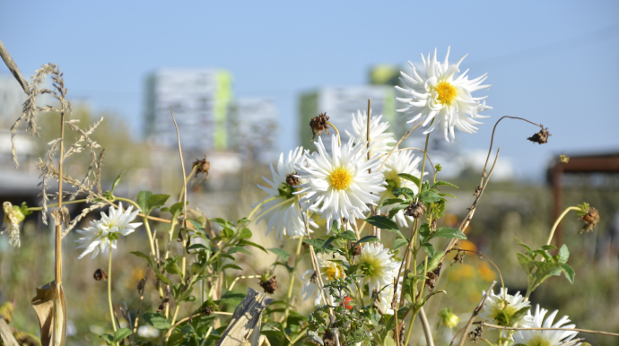 Champ de fleurs