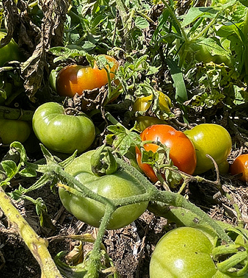 photo de plants de tomates