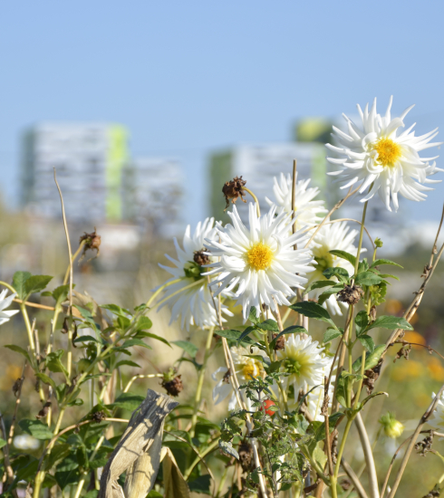 Champ de fleurs